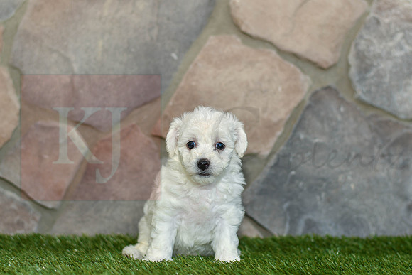 Jasmin_F_0584_Bichon-1