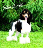 Mini Poodle_M_AKC_30#