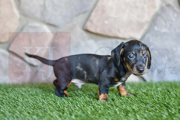 Shepherd_M_0588_Mini Dachshund-4