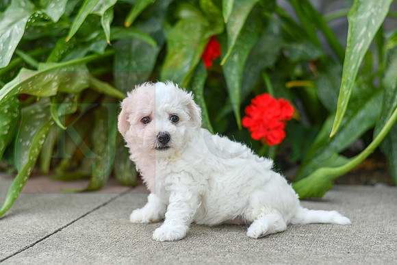 Pearl_F_0583_Bichon-2
