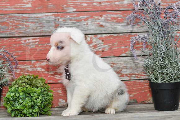 Ernie_M_Australian Shepherd-4