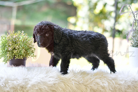 Macy_F_0023_Aussiedoodle-3