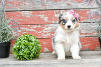 Easter_F_Australian Shepherd-4