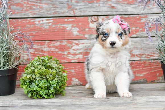 Easter_F_Australian Shepherd-4