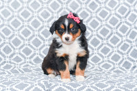 Gracie_M_5789_Australian Shepherd-2