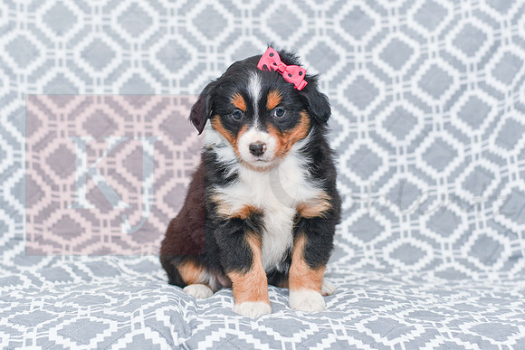 Gracie_M_5789_Australian Shepherd-2