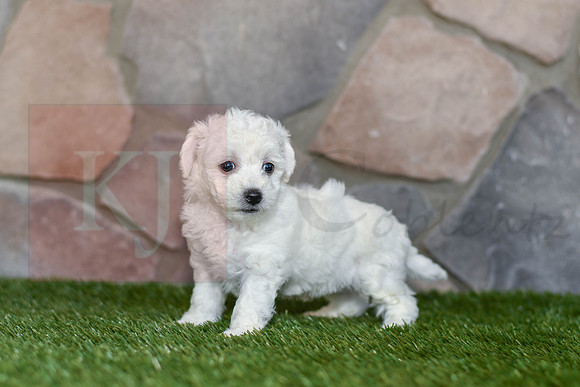 Jasmin_F_0584_Bichon-4