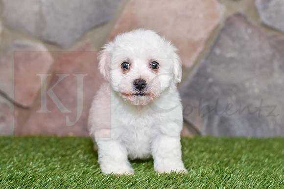 Koby_M_0581_Bichon-1