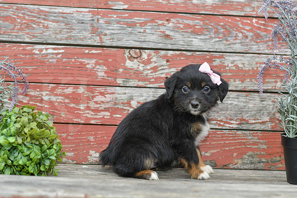 Emma_F_Australian Shepherd-2