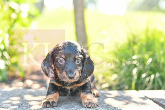 Zella_F_0591_Mini Dachshund-1