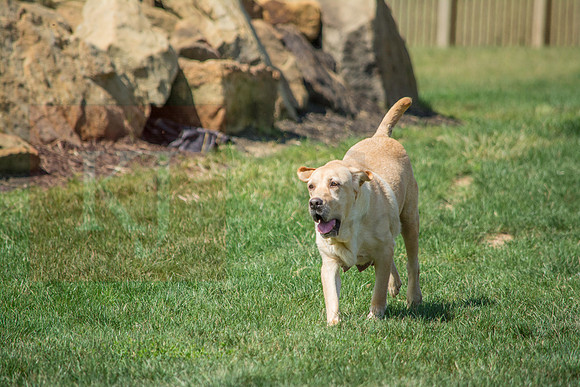 160916_QuailCreek Kennel_140