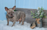 Lily_F_26#_Frenchie-7686