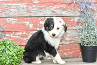 Emalynn_F_Australian Shepherd-2