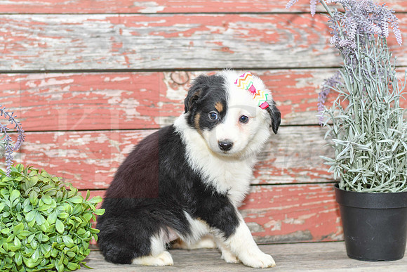 Emalynn_F_Australian Shepherd-2