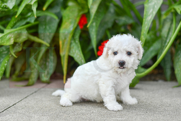 Pearl_F_0583_Bichon-3