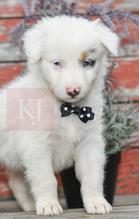 Ernie_M_Australian Shepherd-3
