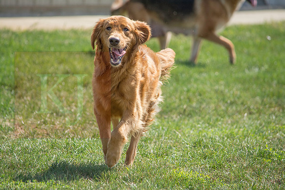 160916_QuailCreek Kennel_138
