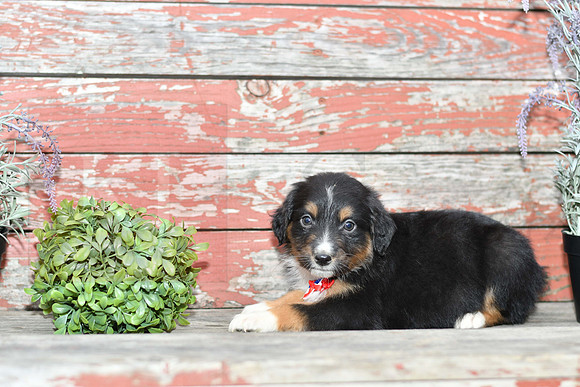 Estras_M_Australian Shepherd-1