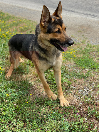 Father_German Shepherd 2