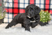Pasley_F_0053_Aussiedoodle-7108