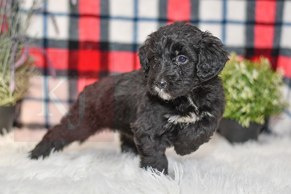 Pasley_F_0053_Aussiedoodle-7108