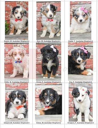 10.03.23 Aussies Litter Photo