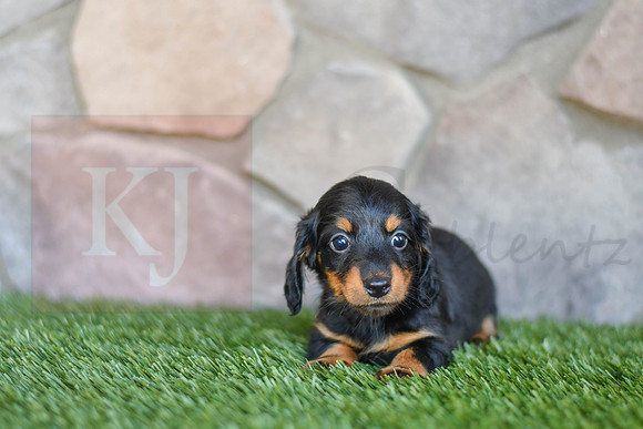 Sterling_F_0593_Mini Dachshund-1