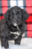 Pasley_F_0053_Aussiedoodle-7107