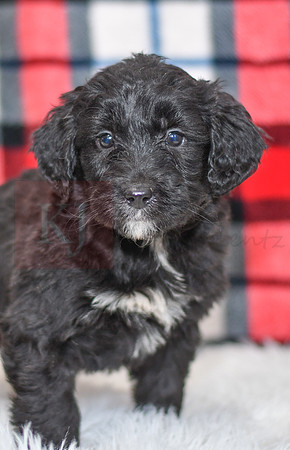 Pasley_F_0053_Aussiedoodle-7107