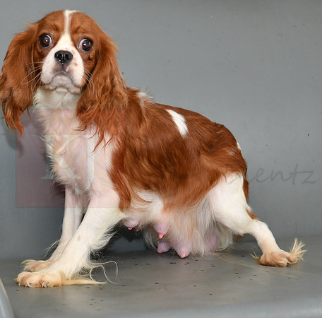 Daisy_F_Cavalier_12-14#-6738