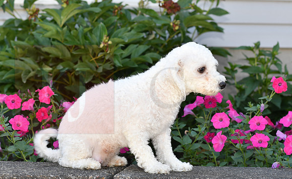 Cassie_F_04.30.21_9#_Bichon-1