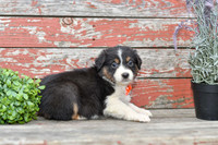 Edward_M_Australian Shepherd-2