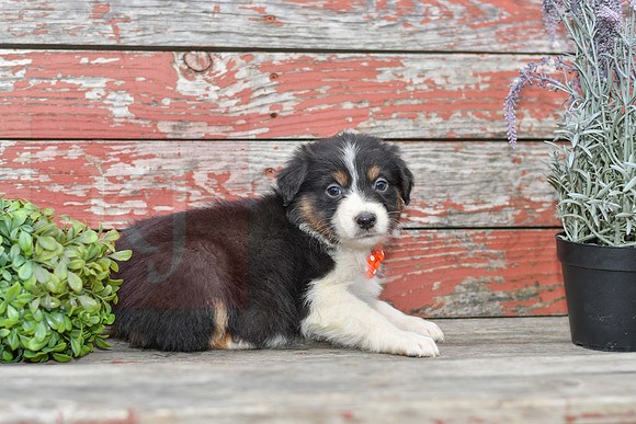 Edward_M_Australian Shepherd-2
