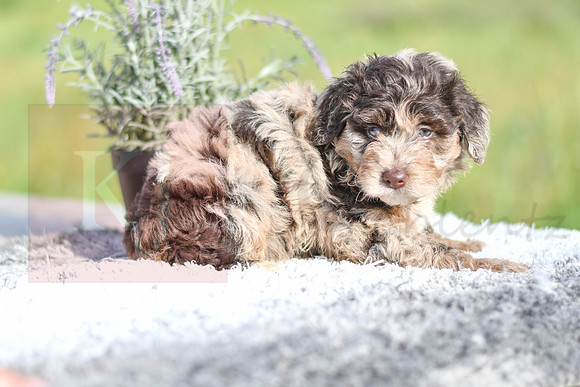 Maryah_F_4906_Aussiedoodle-1241
